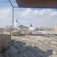 کبوتره جفتی پرشی|پرنده|اقبالیه, |دیوار