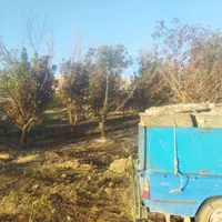 درخت باغ چوب وبیشه چنار گردو وتیرخشگ را خریدارم|خدمات باغبانی و درختکاری|نورآباد, |دیوار