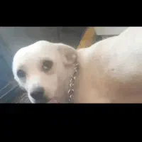سگ گمشده خیابون خالویی سرچشمه پور