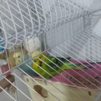 مرغ عشق|پرنده|محمدیه-قزوین, |دیوار