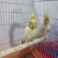 عروس هلندی مولد|پرنده|اراک, |دیوار