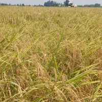 برنج طارم هاشمی ۲۲۵ ت سرلاشه ۱۴۵ت فجر ۱۵۰ت|خوردنی و آشامیدنی|آمل, |دیوار