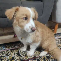 سگ آپارتمانی