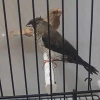جفت فنچ بنگالی مولد