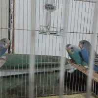 ۴ عدد مرغ عشق جوانه و زیبا