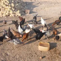 مرغ خروس نیمچه محلی گلین خالص