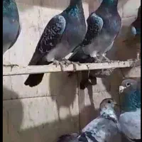 فروش کبوتر پلاکی|پرنده|تاکستان, |دیوار