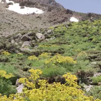 محصولات کوهی