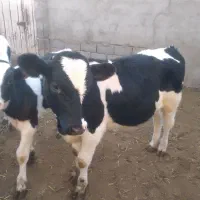 گاو گوساله جوانه