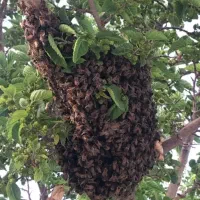 زنبور عسل