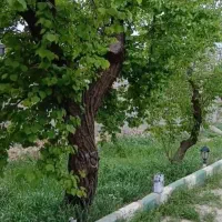 300متر-باغچه-چهار-دیواری-سند-تک-برگ-عرصه-وعیان