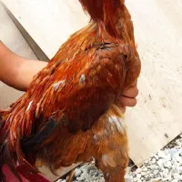 دوعدد خروس دورگ ویک لاری