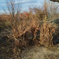 نهال انگور تضمینی