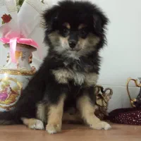 واگذاری پامر خرسی