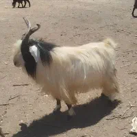 نربز خلوو