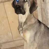 توله عراقی اصل