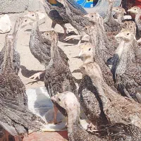 جوجه بقلومو