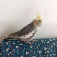 عروَس هلندی ماده سرحال|پرنده|بروجرد, |دیوار