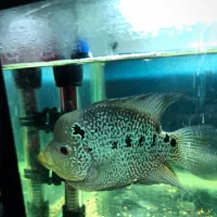 ماهی فلاور نر  ‌|ماهی|رشت, لاکانی|دیوار