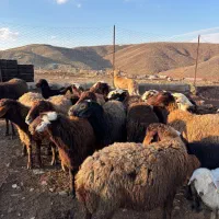 میش افشار|حیوانات مزرعه|مشهد, آزادشهر|دیوار