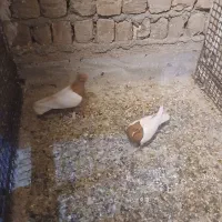 کفتر|پرنده|قم, شهر قائم|دیوار