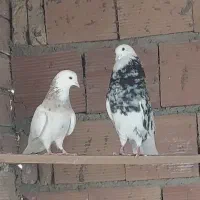 کبوتر شازده سرور