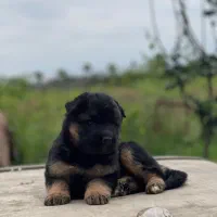 ژرمن های شولاین موبلند