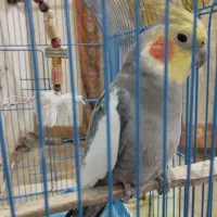عروس هلندی