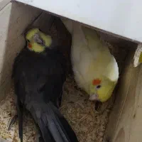 عروس هلندی جفت با جوجه و تخم