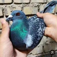 کفتر مسافتی گم شده