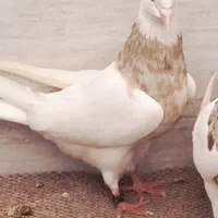 طوقی گمشده|حیوانات|اهواز, رسالت|دیوار