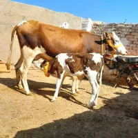 گاو گوساله نر