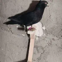 کبوترگمشده مرودشت