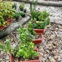 درخچه‌های زیبا و گلدار برای تزیین فضای شما|گل و گیاه طبیعی|گرگان, |دیوار