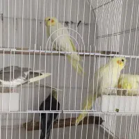 پرنده|پرنده|مریوان, |دیوار