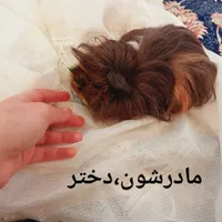 فروش بچه خوکچه‌ هندی مو بلند اصیل