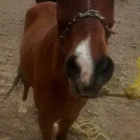 مادیان|اسب و تجهیزات اسب‌سواری|الموت, |دیوار