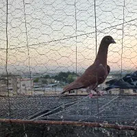 کبوتر سرخ