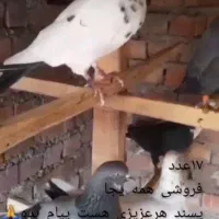 کبوتر|پرنده|نقده, |دیوار