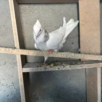 ماده طوقی هفت رنگ|پرنده|بروجرد, |دیوار