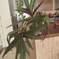 گلهای شاداب خانگی بخاطر جابجایی فروخته میشود|گل و گیاه طبیعی|اصفهان, سعادتآباد|دیوار