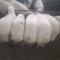 گوشت بره امسال به انتخاب مشتری در میشخاص