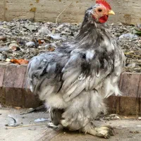 مرغ و جوجه و خروس نژاد کوشین|حیوانات مزرعه|گرگان, |دیوار