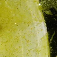 کوی یکبندی و لارو ماهی کوی