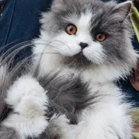 گربه گم شده