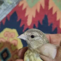 جوجه سهره قناری، شاه تخم