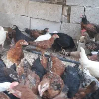 مرغ و خروس ۳. ۴ ماهه کاملا ارگانیک و غیرهرمونی|حیوانات مزرعه|پلدختر, |دیوار