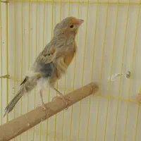 ماده قناری|پرنده|خمینی‌شهر, |دیوار