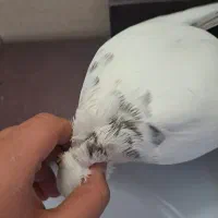 طوقی ماده مست مست اهل|پرنده|ایذه, |دیوار