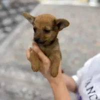 سگ.توله.اشپیتر‌.